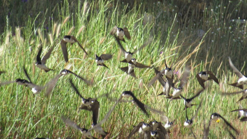 Western House Martin