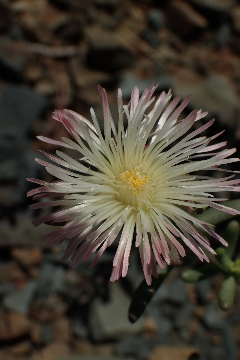 Mesembryanthemum splendens L. 3