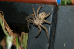 Polybetes rapidus