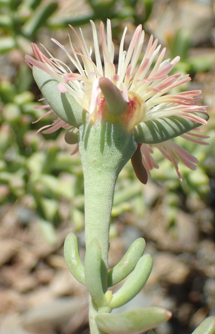 Mesembryanthemum splendens L. 4
