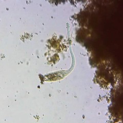 Lacrymaria olor