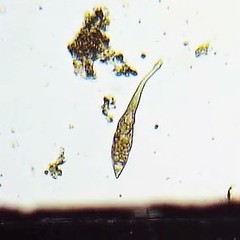Lacrymaria olor