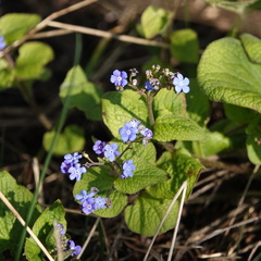 Brunnera macrophylla