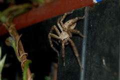 Polybetes rapidus