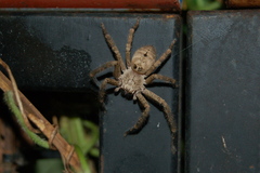 Polybetes rapidus