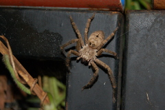 Polybetes rapidus
