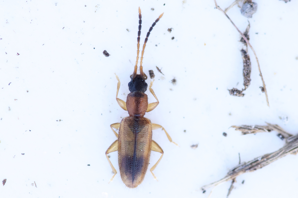 Telephanus velox