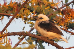 Lybius leucocephalus