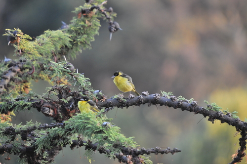 Baglafecht Weaver (Ploceus baglafecht), photo 9