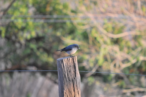 White-eyed Slaty Flycatcher (Melaenornis fischeri), photo 5