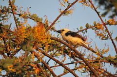Lybius leucocephalus