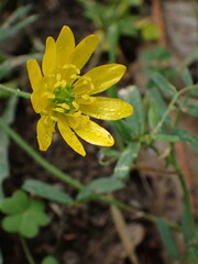 Ranunculus californicus, photograph (c) Hydrocycler (Elizabeth Dougherty), some rights reserved (CC BY)