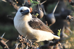 Lybius leucocephalus