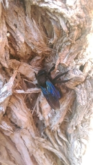 Xylocopa violacea