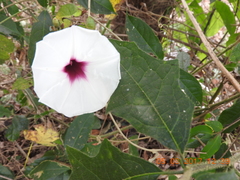 Ipomoea squamosa
