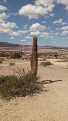Trichocereus terscheckii