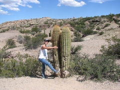 Trichocereus terscheckii