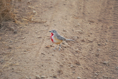 Rhodophoneus cruentus