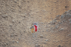 Rhodophoneus cruentus