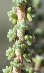 Eriocephalus ericoides