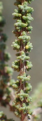 Eriocephalus ericoides