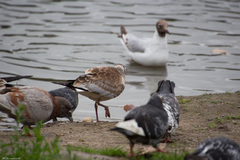 Chroicocephalus ridibundus