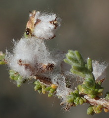 Eriocephalus ericoides