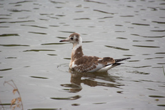 Chroicocephalus ridibundus