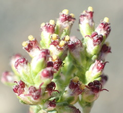 Eriocephalus ericoides