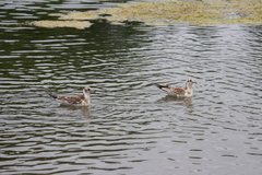Chroicocephalus ridibundus