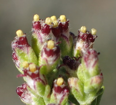 Eriocephalus ericoides