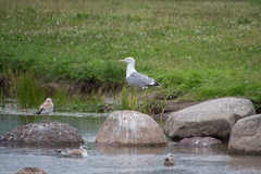Larus argentatus