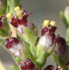 Eriocephalus ericoides