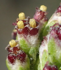 Eriocephalus ericoides