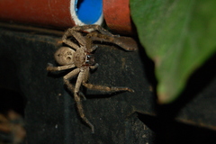 Polybetes rapidus
