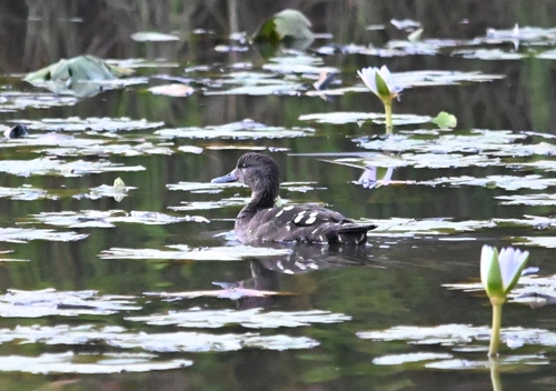 iNaturalist image