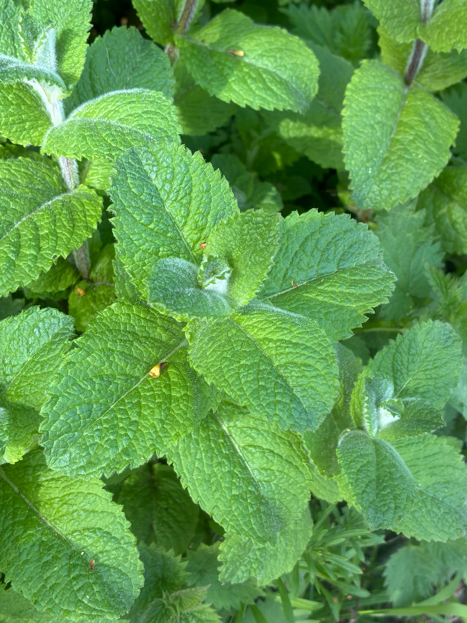 Mojito mint