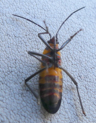 Oncopeltus famelicus