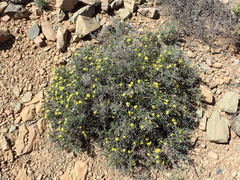 Osteospermum spinescens