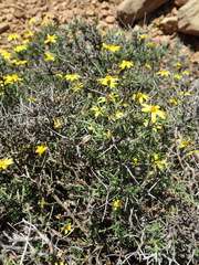 Osteospermum spinescens