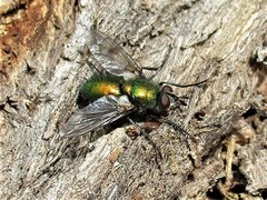 Gymnocheta viridis