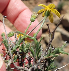 Osteospermum spinescens