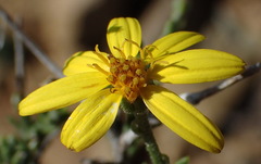 Osteospermum spinescens