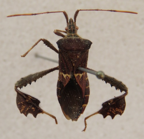 Leptoglossus brevirostris