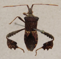 Leptoglossus brevirostris