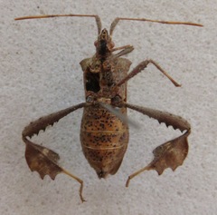 Leptoglossus brevirostris