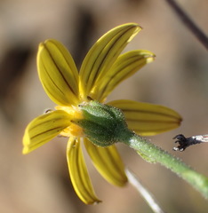 Osteospermum spinescens