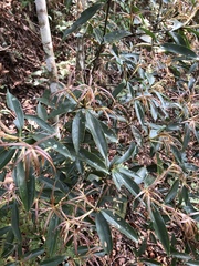 Quercus sessilifolia