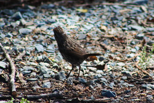 iNaturalist observation photo of Song Sparrow