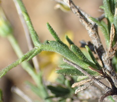 Osteospermum spinescens